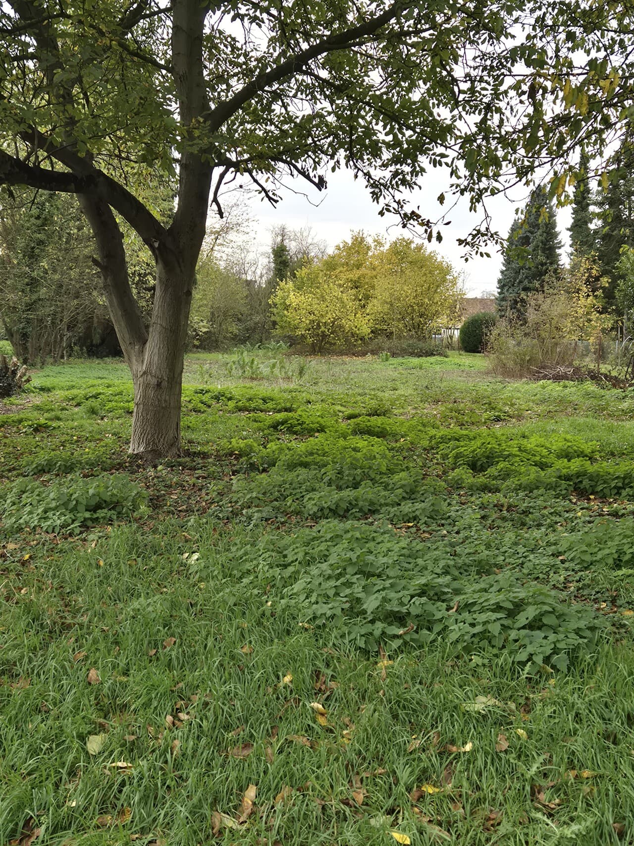 Wohngrundstück in Erftstadt – Bild 6